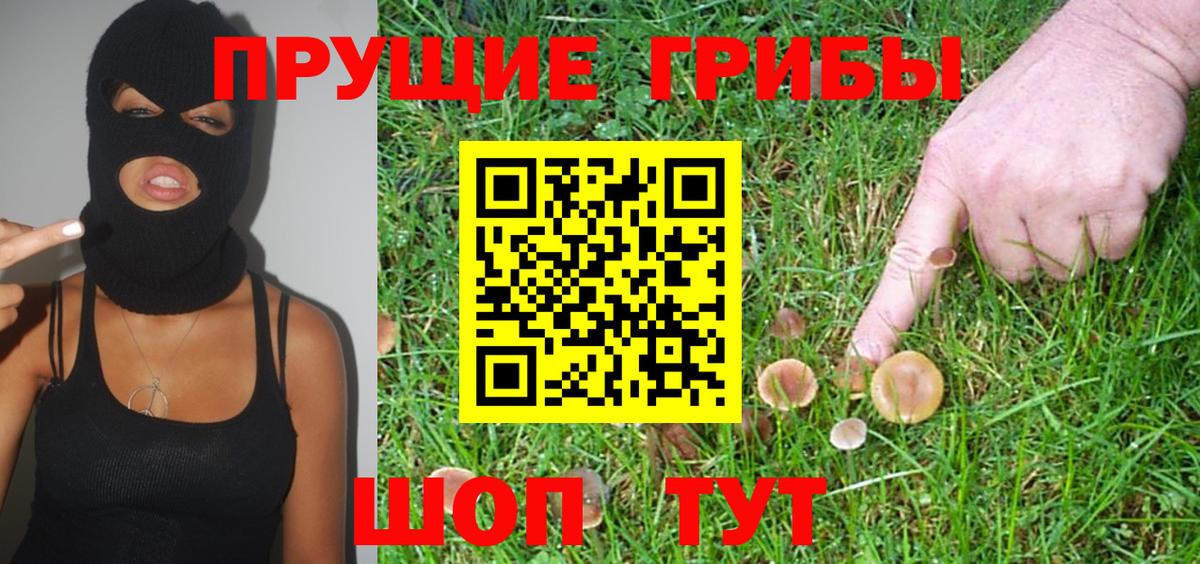 Псилоцибиновые грибы Psilocybe Реутов